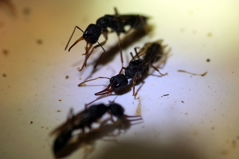 首页 科学传播 科普文章   除了蝗虫, 蚂蚁咬人也挺厉害.